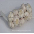 China New Crop Fresh Garlic Small Bag Packing Wholesale